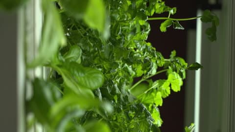 Episode 1204 | Blessing of the Combines; school aquaponics; Maryland rye whiskey
